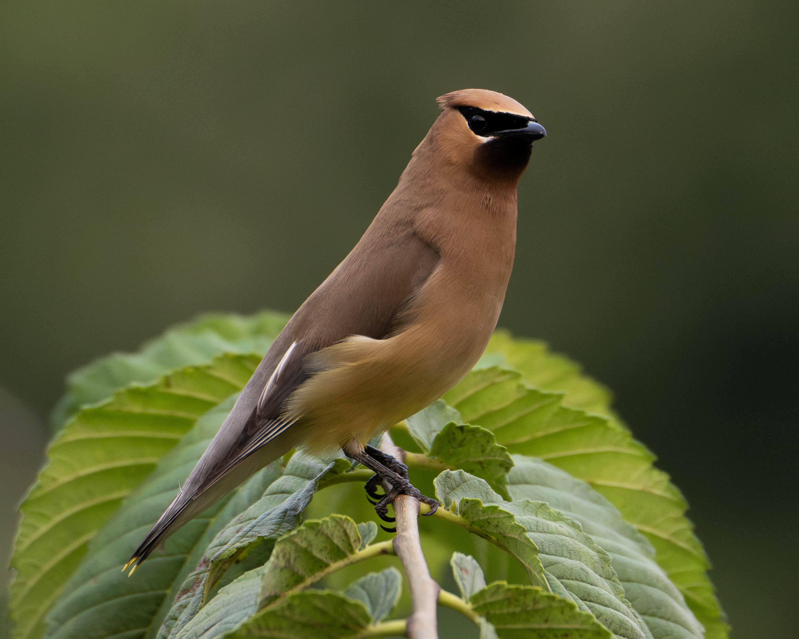 Cedar Waxwing looking right